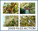 2005-10-22-ACTION